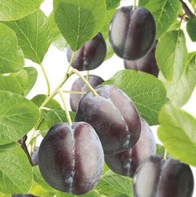 Prunus domestica Czar Laagstam (Paarsblauwe Pruim)-2