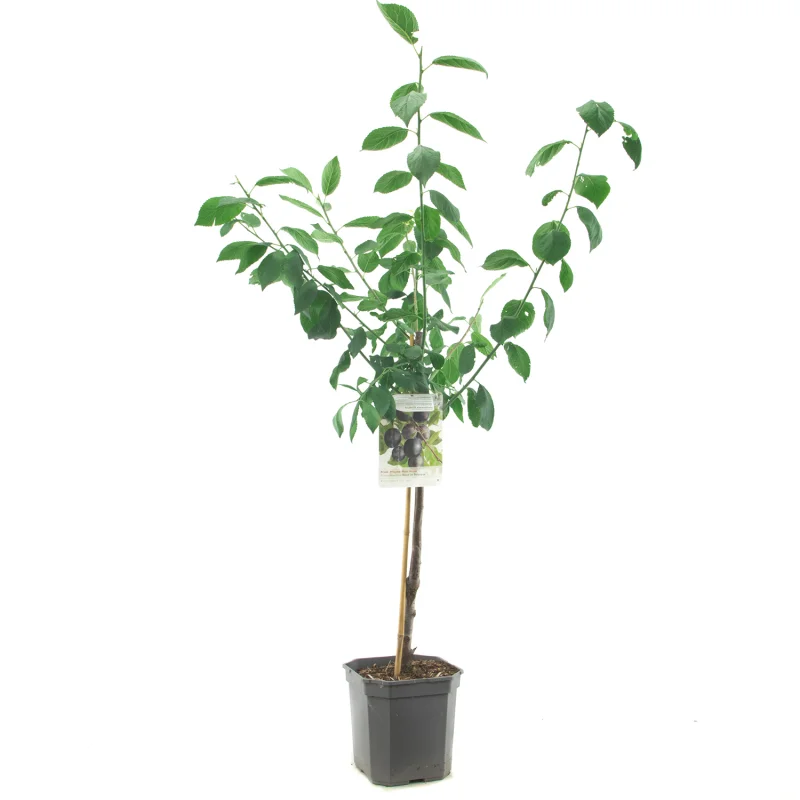Prunus domestica Bleue de Belgique Laagstam (Blauwe Pruim)-1