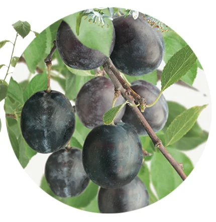 Prunus domestica Bleue de Belgique Laagstam (Blauwe Pruim)-2