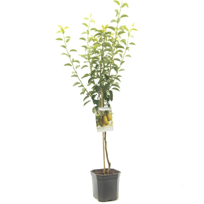 Pryus communis Para Dulce Laagstam (Handpeer)-1