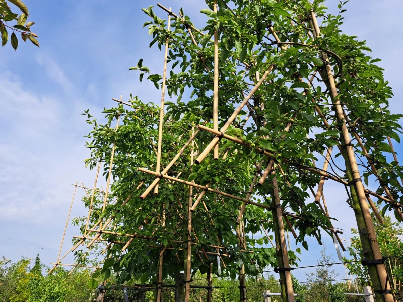 Malus Evereste Leiboom (Leisierappel)-4