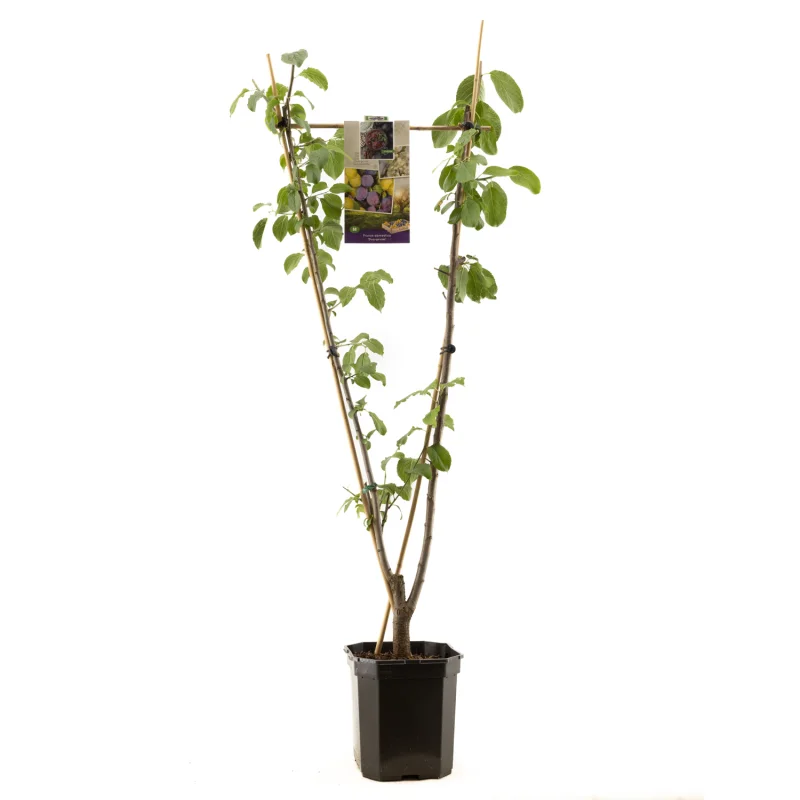 Prunus domestica Duo-Pruim Laagstam (Gele en Blauwe Pruim)-1