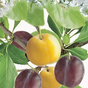 Prunus domestica Duo-Pruim Laagstam (Gele en Blauwe Pruim)