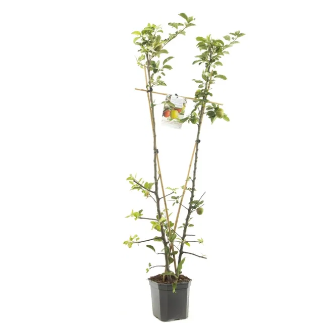 Malus domestica Duo-Appel Laagstam (Handappel en Herfstappel)