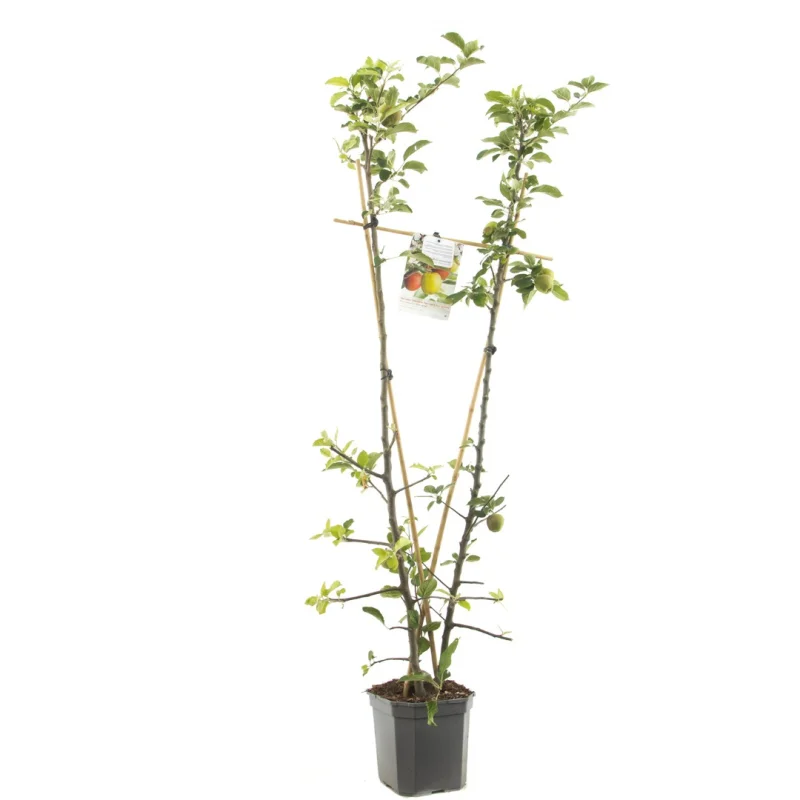 Malus domestica Duo-Appel Laagstam (Handappel en Herfstappel)