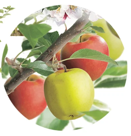 Malus domestica Duo-Appel Laagstam (Handappel en Herfstappel)
