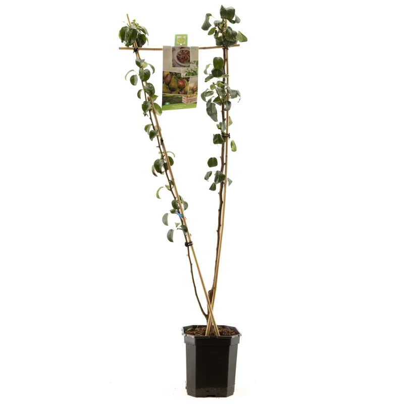 Pyrus communis Duo-Peer Laagstam (Handperen)