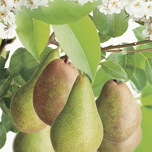 Pyrus communis Duo-Peer Laagstam (Handperen)