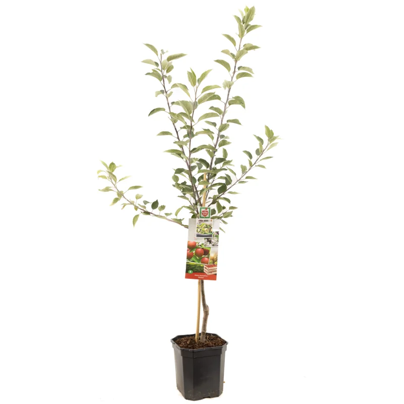 Malus domestica Gloster Laagstam (Friszure Handappel)-1