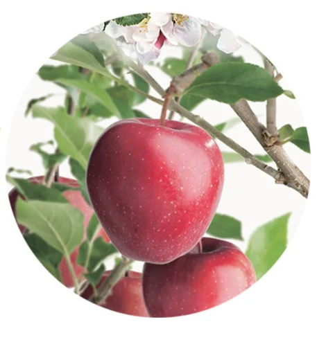 Malus domestica Gloster Laagstam (Friszure Handappel)-2