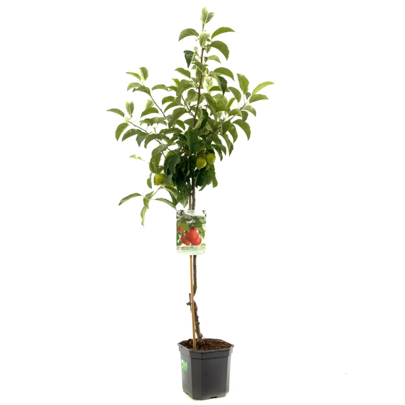 Malus domestica Pinova Laagstam (Oranjerode Handappel)-1