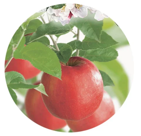 Malus domestica Pinova Laagstam (Oranjerode Handappel)-2