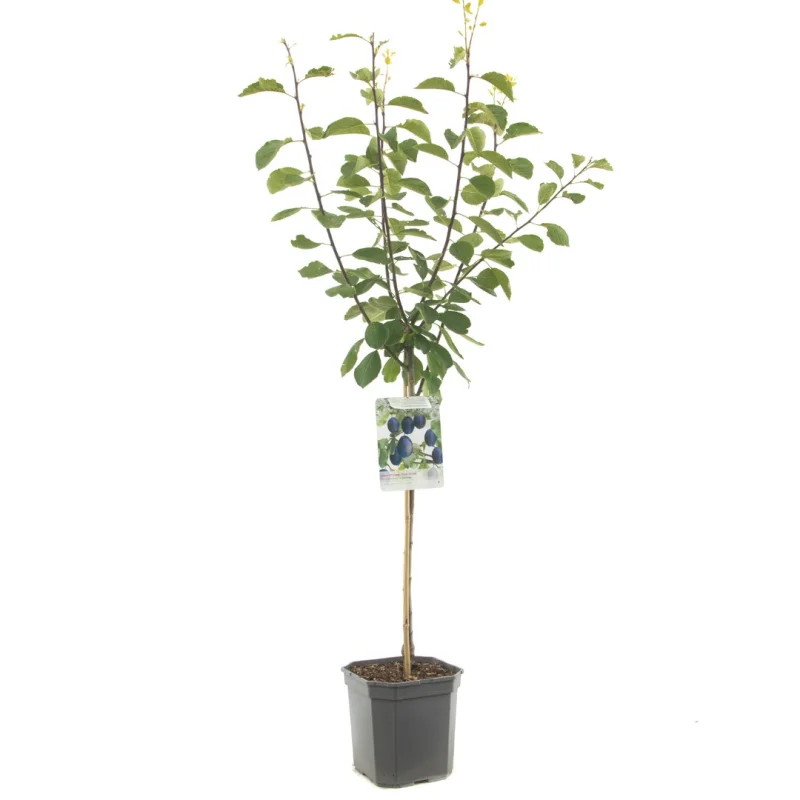 Prunus domestica Stanley Laagstam (Roodblauwe Pruim)-1