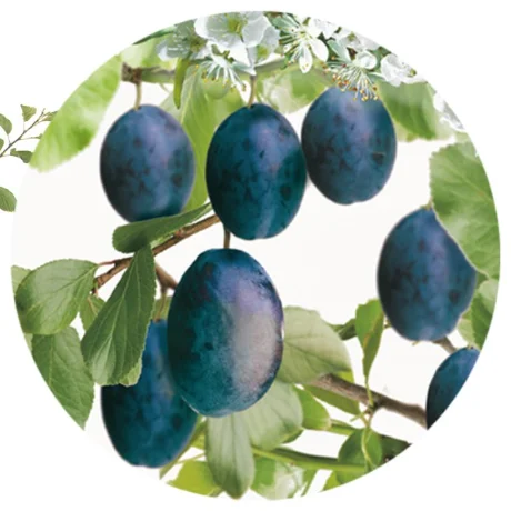 Prunus domestica Stanley Laagstam (Roodblauwe Pruim)-2