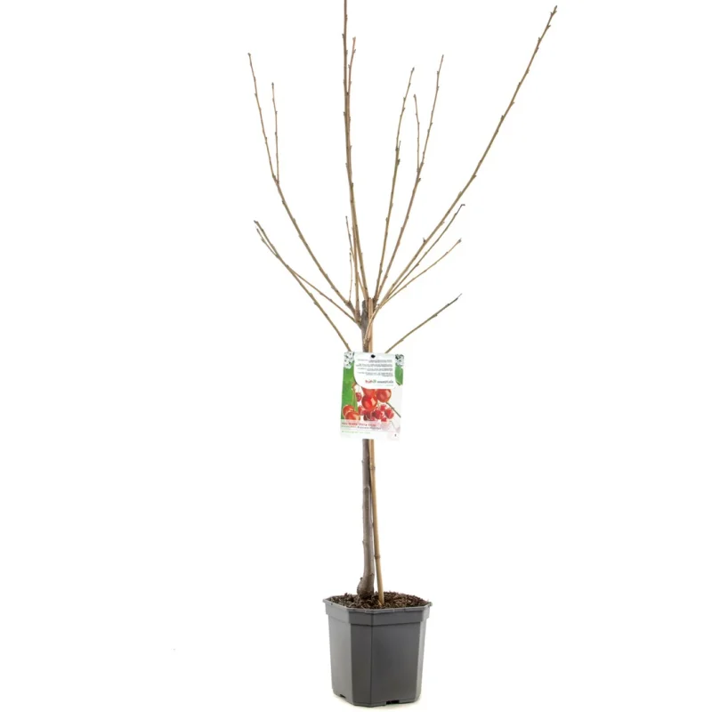 Prunus avium Bigarreau Napoléon Laagstam (Geelrode Kers)-1