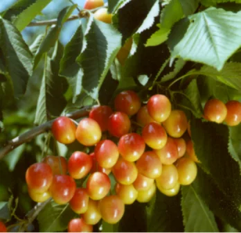 Prunus avium Bigarreau Napoléon Laagstam (Geelrode Kers)-2