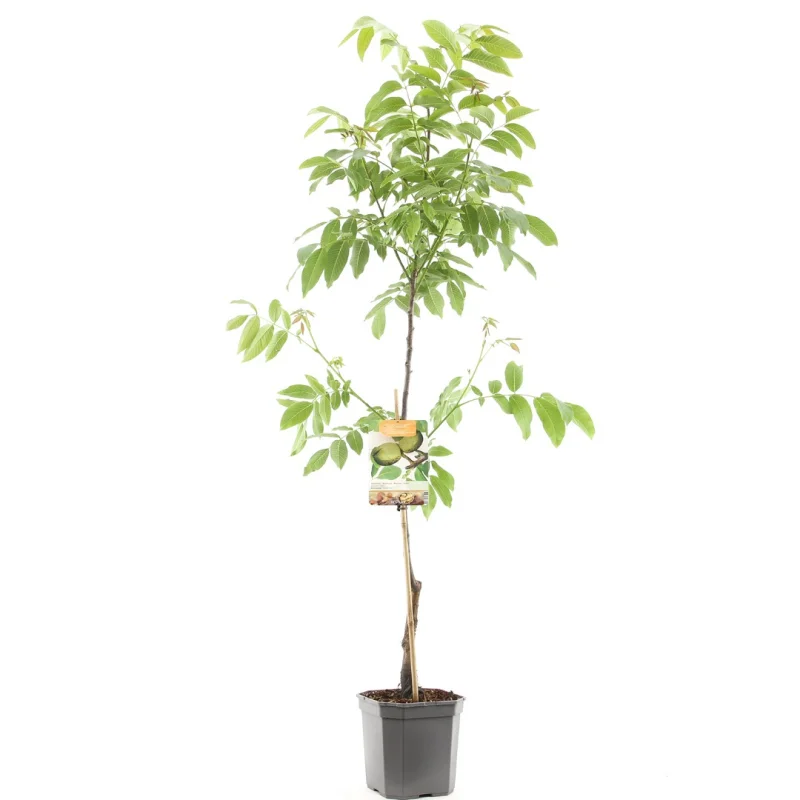 Juglans regia Buccaneer Laagstam (Veredelde Walnoot)-1