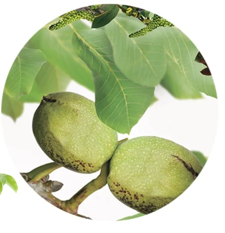Juglans regia Buccaneer Laagstam (Veredelde Walnoot)-2