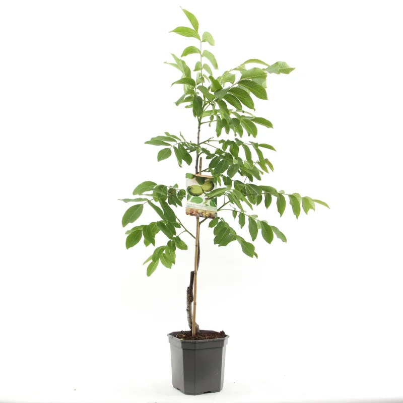Juglans regia Broadview Laagstam (Veredelde Walnoot)-1