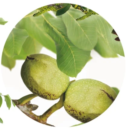 Juglans regia Broadview Laagstam (Veredelde Walnoot)-2