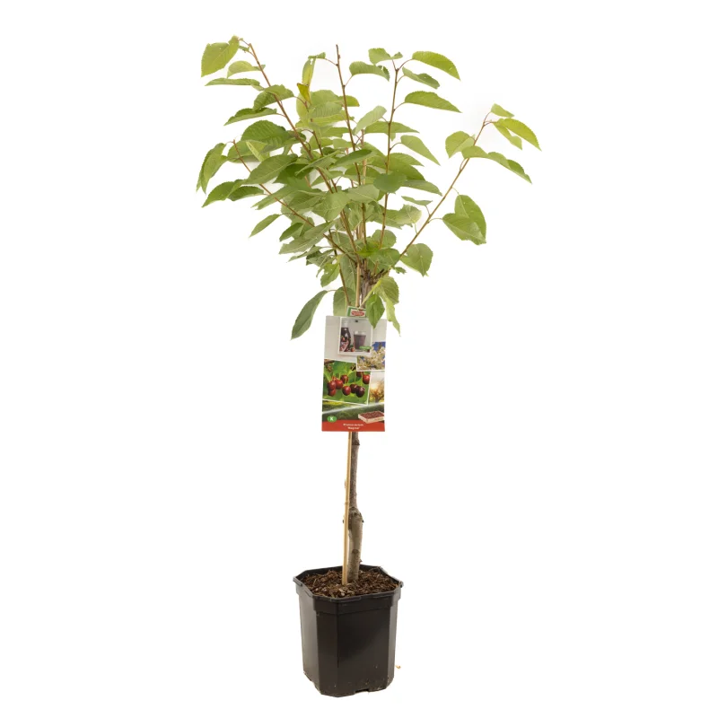 Prunus avium Regina Laagstam (Zoete Kers)-1
