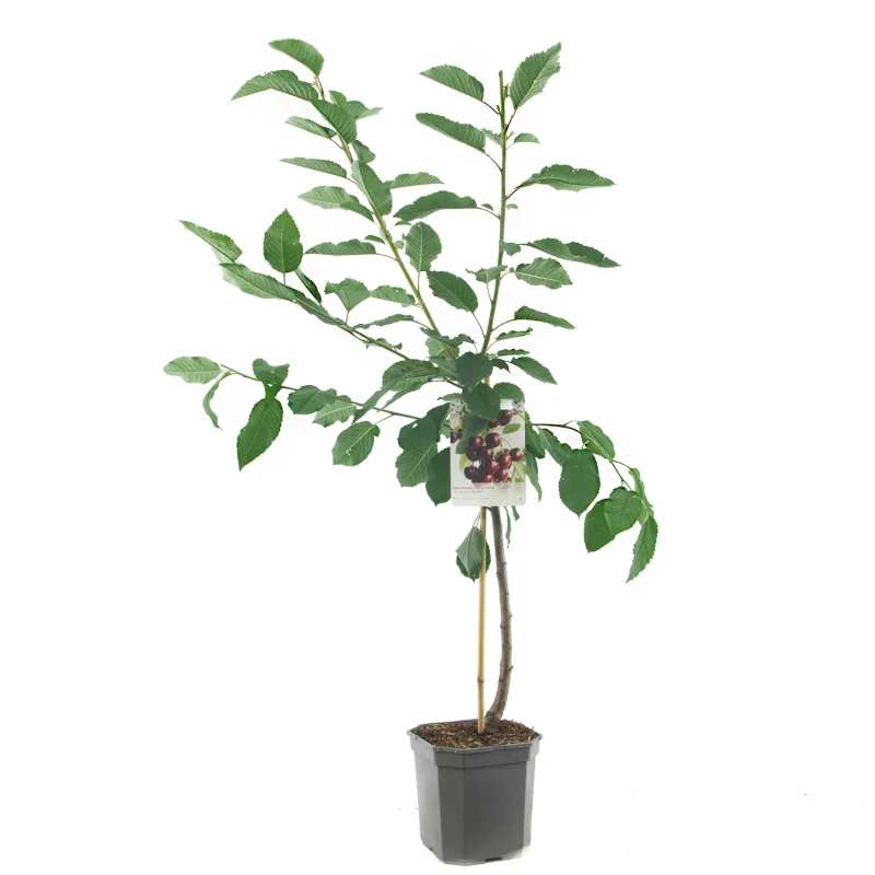 Prunus avium Kordia Laagstam (Zoete Donkere Kers)-1