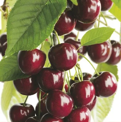 Prunus avium Kordia Laagstam (Zoete Donkere Kers)-2