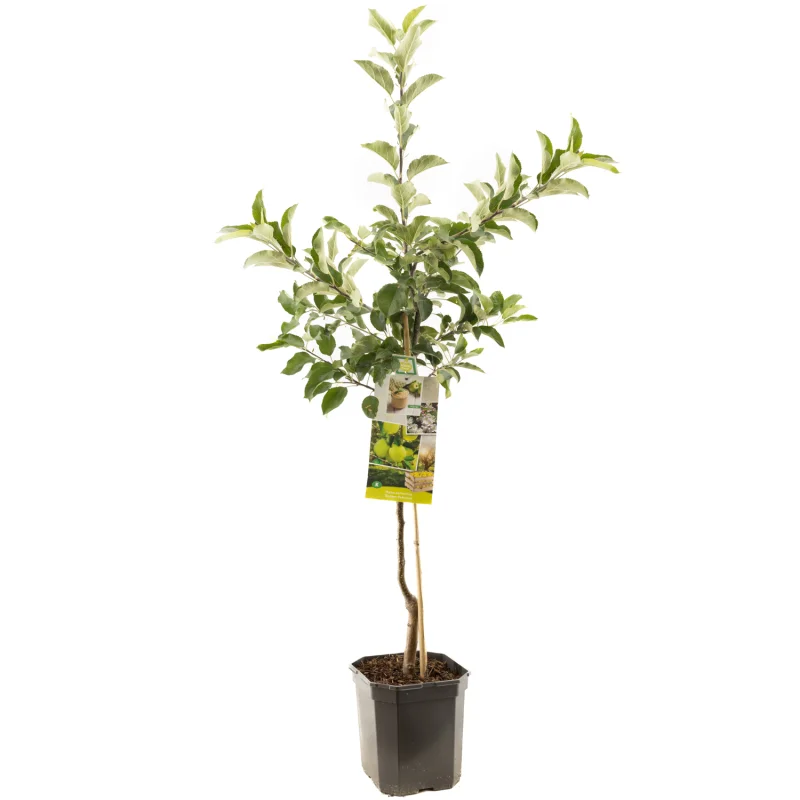 Malus domestica Gala Laagstam (Zoete Handappel)-1