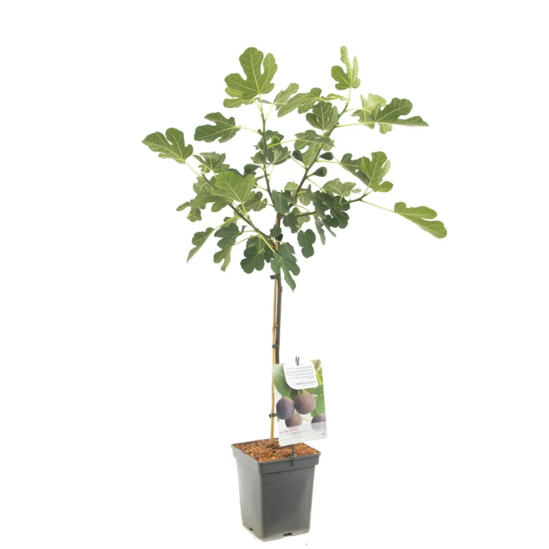 Ficus carica Brown Turkey Laagstam (Vijg)-1