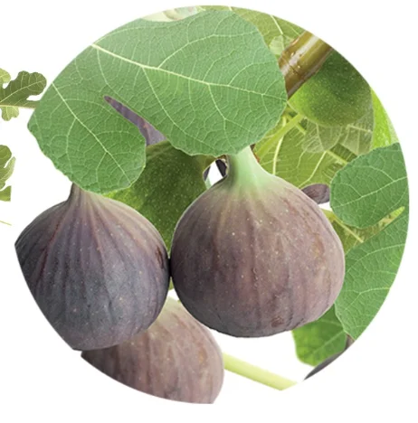 Ficus carica Brown Turkey Laagstam (Vijg)-2
