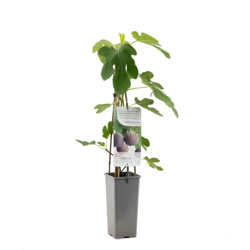 Ficus carica Brown Turkey (Vijg)