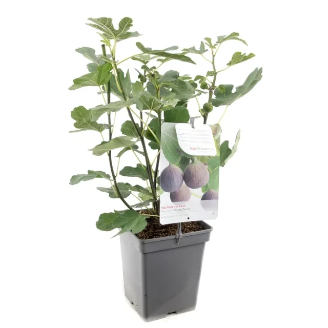 Ficus carica Brown Turkey (Vijg)