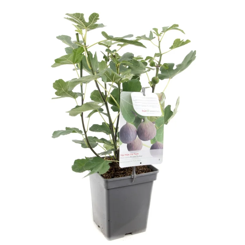 Ficus carica Brown Turkey (Vijg)