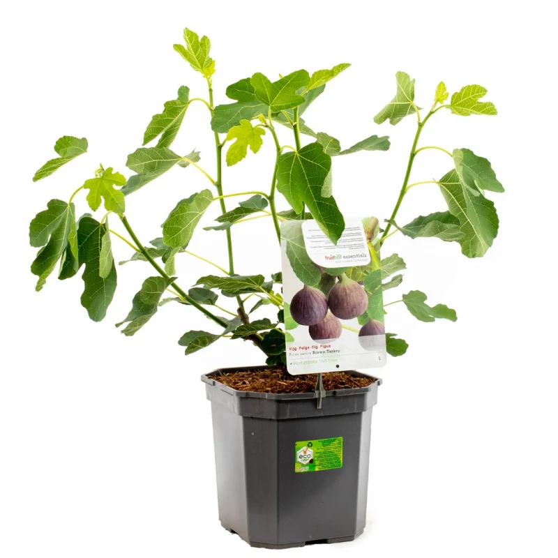 Ficus carica Brown Turkey (Vijg)-3