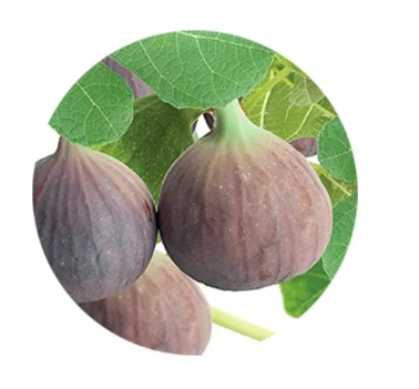 Ficus carica Brown Turkey (Vijg)-4