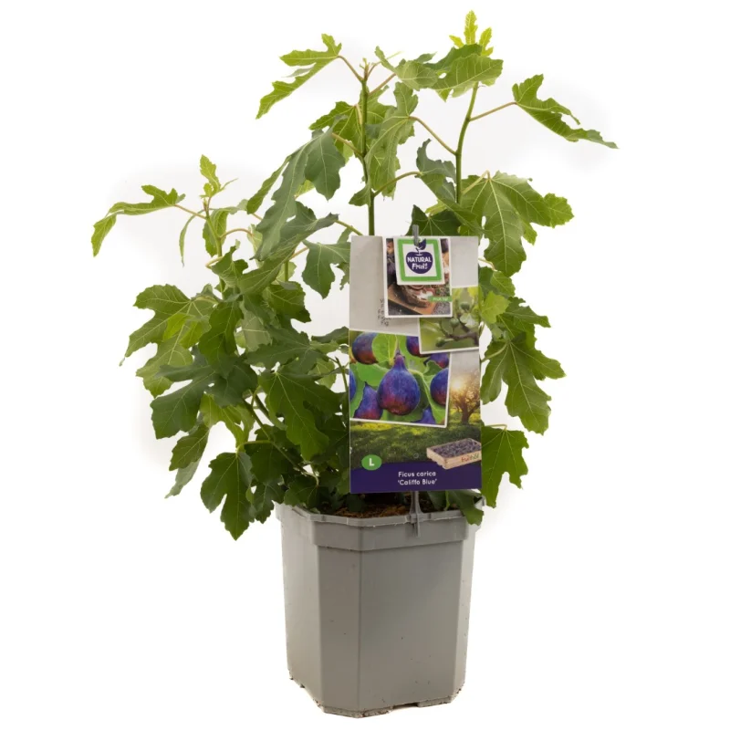 Ficus carica Califfo Blue (Vijg)