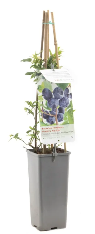 Blauwe Bes (Vaccinium corymbosum Hortblue Petite)