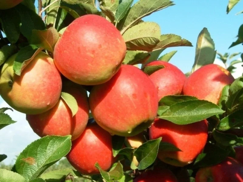 Malus domestica Elstar Leivorm (Elstar Appelboom)