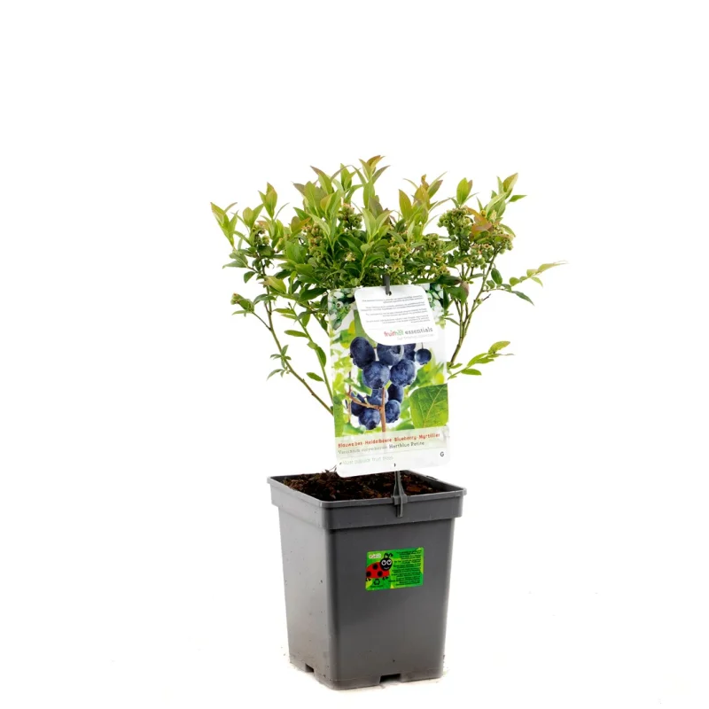 Blauwe Bes (Vaccinium corymbosum Hortblue Petite)-3