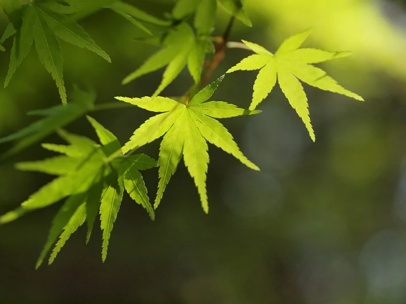 Acer Palmatum Aureum (Japanse Esdoorn)