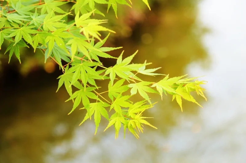 Acer Palmatum Aureum (Japanse Esdoorn)