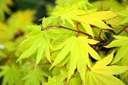 Acer Palmatum Aureum (Japanse Esdoorn)-3
