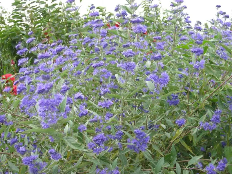 Caryopteris clandonensis 'Heavenly Blue'(Blauwbaard )