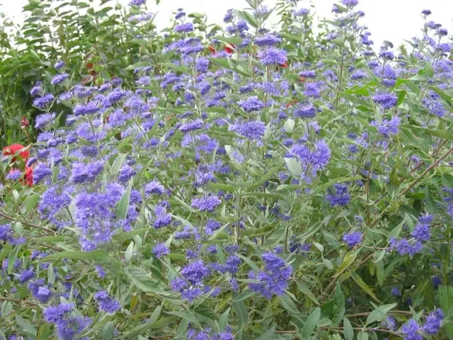 Caryopteris clandonensis 'Heavenly Blue'(Blauwbaard ) Caryopteris clandonensis 'Heavenly Blue'(Blauwbaard )