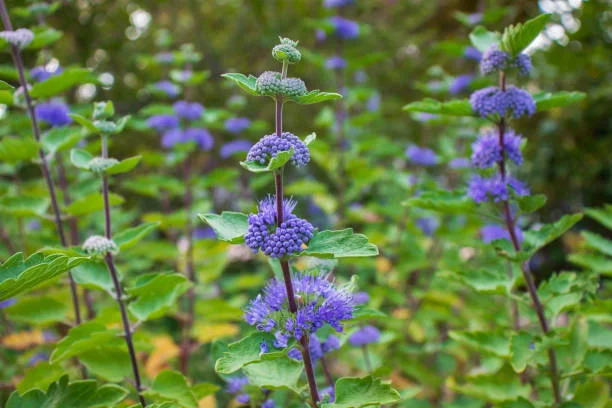 Caryopteris clandonensis 'Heavenly Blue'(Blauwbaard ) Caryopteris clandonensis 'Heavenly Blue'(Blauwbaard )
