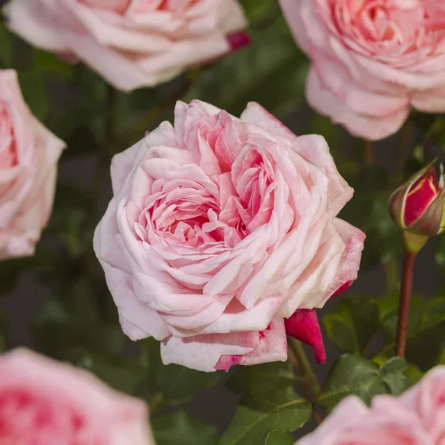Rosa Marlis Renaissance