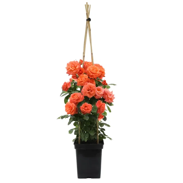 Rosa Newsflash