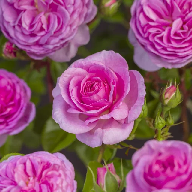 Rosa Ozeana