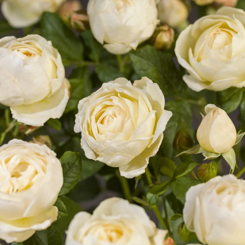 Rosa Uetersener Klosterrose-2