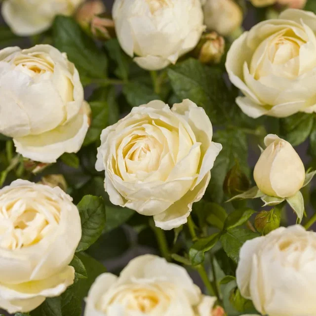 Rosa Uetersener Klosterrose
